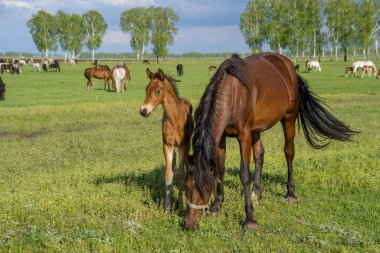 Yeşil bir çayırda otlayan atlarla dolu bir yaz manzarası.