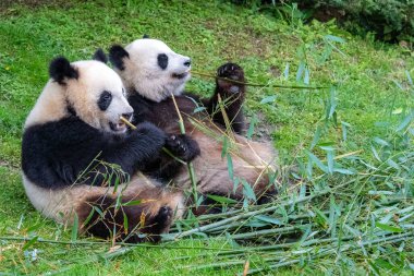 Dev pandalar, ayı pandalar, yavru panda ve annesi bambu yiyor.