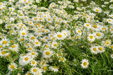 Papatyalarla büyüleyici bir manzara.