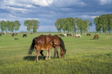 Yeşil bir çayırda otlayan atlarla dolu bir yaz manzarası.