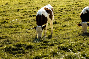 İsviçre 'deki Mont Pelerin otlağında inekler.