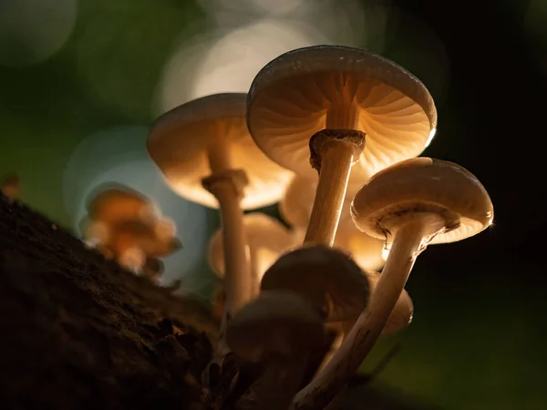 Groupe Champignons Mucidula Mucida Lumière Soleil — Photo