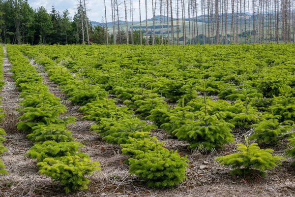 Uma Vista Panorâmica Árvores Perenes Coníferas Florescendo Uma Área Rural — Fotografia de Stock