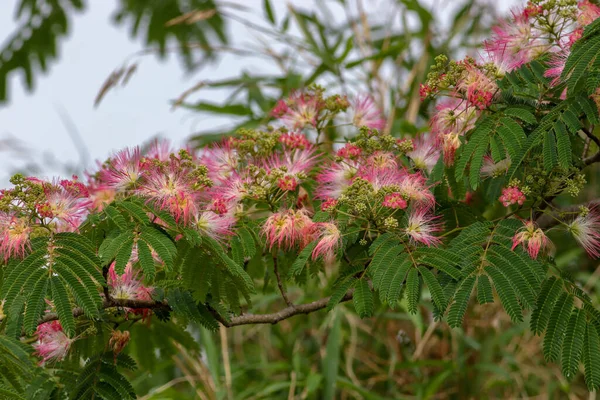 Närbild Blommande Mimosa Buske — Stockfoto