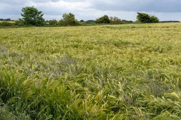 Pohled Pole Zrající Pšenice Northumberlandu Velká Británie — Stock fotografie