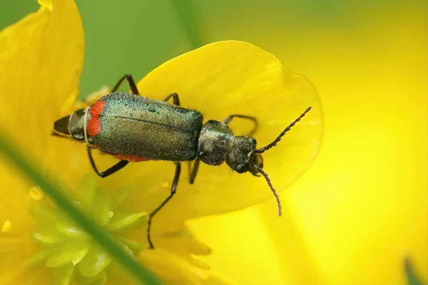 Closeup Metallic Green Malachius Bipustulatus Beetle Sitting Yellow Buttercup Flower — Stock Photo, Image