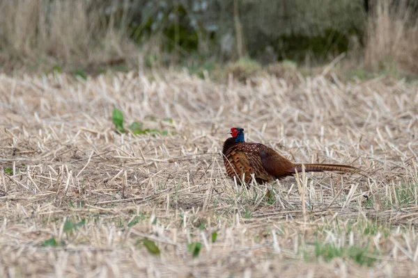 Дикий Чоловічий Фазан Phasianus Colchicus Ходить Полі — стокове фото