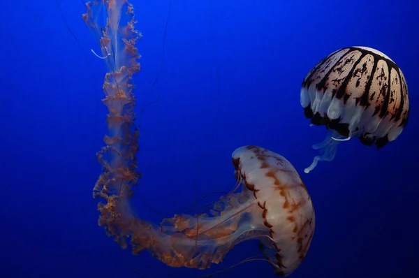Close Belas Medusas Selvagens Nadando Oceano Azul Escuro — Fotografia de Stock