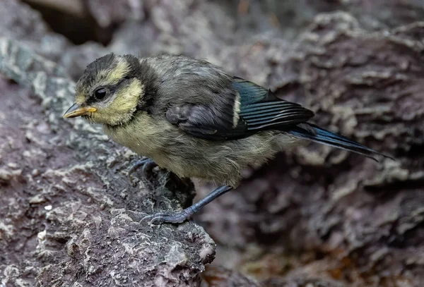 Closeup Shot Eurasian Blue Tit Bird Perched Rock — Stock Photo, Image