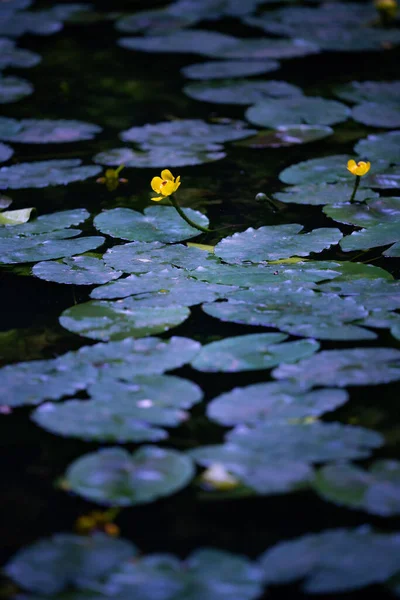 Una Hermosa Vista Vertical Almohadillas Lirio Utricularia Estanque —  Fotos de Stock