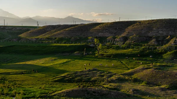 Ένα Αγροτικό Τοπίο Ένα Μεγάλο Καταπράσινο Λιβάδι Μια Ηλιόλουστη Μέρα — Φωτογραφία Αρχείου