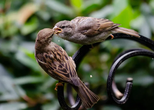 Een Moeder Sparrow Voedt Een Jonge Mus — Stockfoto
