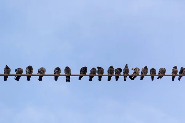 Gros Plan Pigeons Assis Sur Tube Métallique Contre Ciel Bleu — Photo
