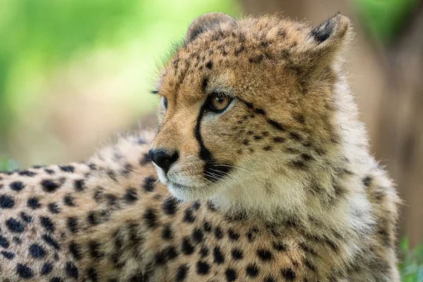 Een Portret Van Een Wilde Baby Cheetah Acinonyx Jubatus Die — Stockfoto