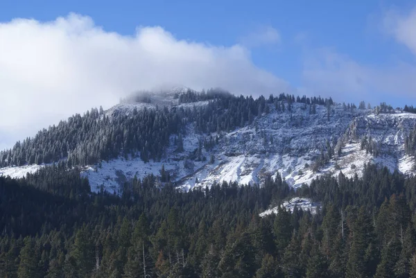 Malebný Pohled Zasněžené Hory Pokryté Borovicemi Zimě Slunečného Dne — Stock fotografie