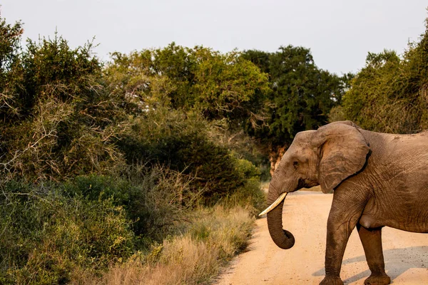 Den Afrikanske Elefant Krydser Vejen Omgivet Grøn Vegetation - Stock-foto