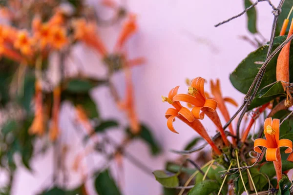 Tiro Foco Seletivo Flores Flamevinas Pyrostegia Venusta — Fotografia de Stock