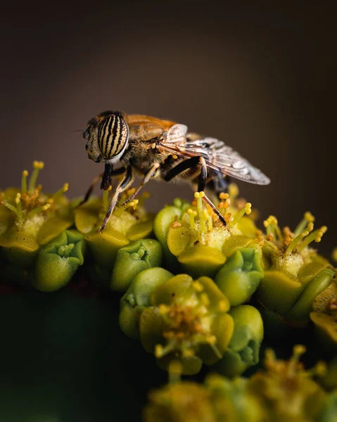 Tiro Vertical Eristalinus Taeniops Hoverfly Empoleirado Uma Flor Fundo Borrado — Fotografia de Stock