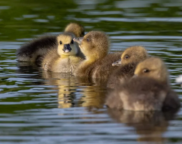 Close Filhotes Pato Nadando Lagoa — Fotografia de Stock