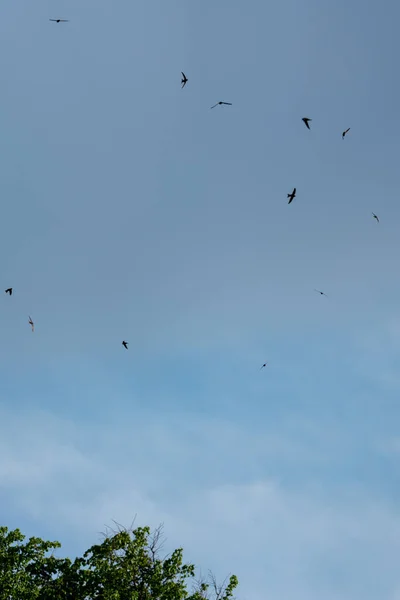 Tiro Vertical Bando Pássaros Rápidos Comuns Céu Azul — Fotografia de Stock