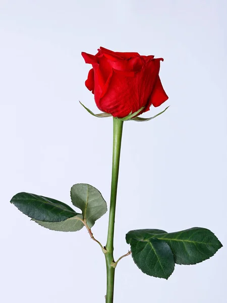 Tiro Vertical Uma Bela Rosa Vermelha Isolada Fundo Branco — Fotografia de Stock