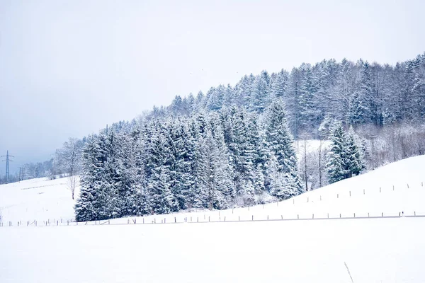 Una Vista Escalofriante Pinos Cubiertos Nieve Campo —  Fotos de Stock