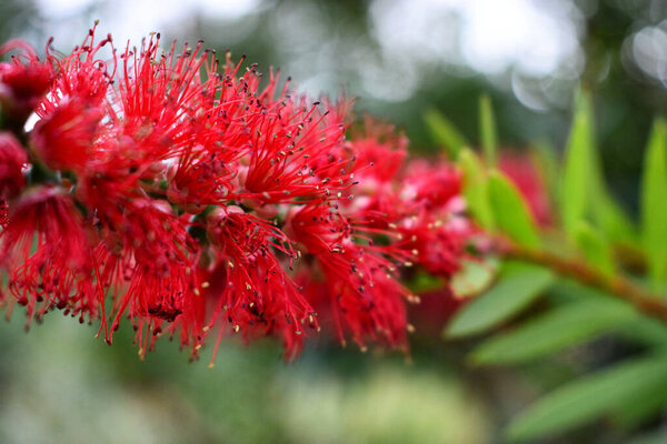 A closeup shot of a callistemon on the blurry background