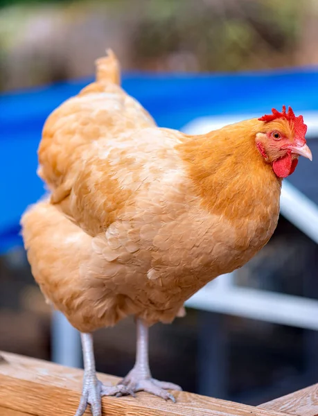 Zbliżenie Ujęcia Brązowego Kurczaka Stojącego Drewnianej Krawędzi Farmie — Zdjęcie stockowe