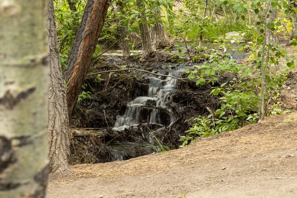 Beau Paysage Sentier Thomas Creek Près Cascade — Photo