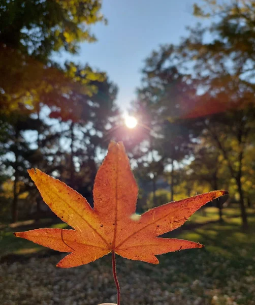 Selective Focus Shot Autumn Maple Leaf — Stock Photo, Image