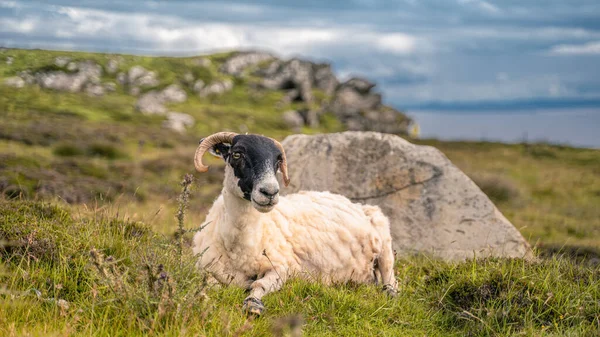 Adorable Lonk Lying Lush Grass Shore Ireland — Stock Photo, Image