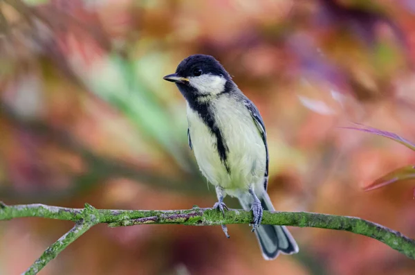 Great Tit Perched Branch Acer Tree Colourful Picture Spring — Stockfoto