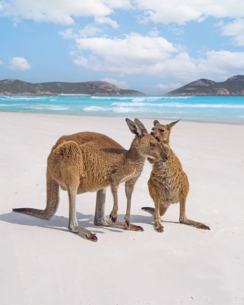 Vertical Shot Mother Kangaroo Its Baby Idyllic Sandy Beach — Stock Photo, Image