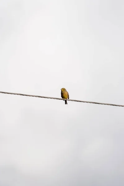 Vertical Shot Pine Bunting Perched Outdoor Cable Cloudy Sky — Stock Photo, Image