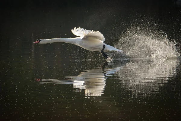 Primo Piano Bellissimo Cigno Che Nuota Fuori Dal Lago — Foto Stock