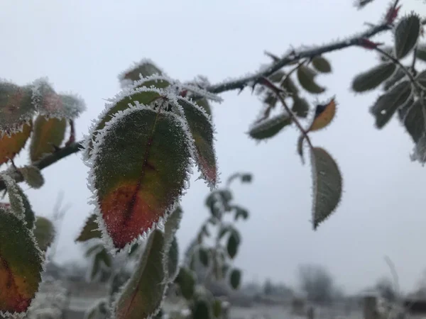 Rose Plant Covered Frost Morning — Stock Photo, Image