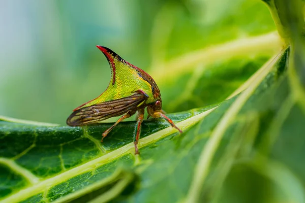 Μια Μακροεντολή Ενός Εντόμου Umbonia Crassicornis Ένα Πράσινο Φύλλο — Φωτογραφία Αρχείου