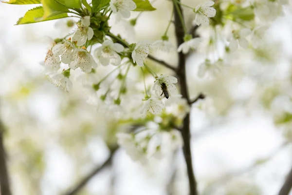 Close Shot Bumblebee Collecting Nectar Cherry Blossom Tree — Stock Photo, Image