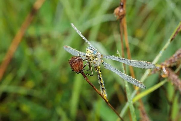 Een Close Shot Van Een Libel Neergestreken Een Plant Een — Stockfoto