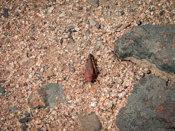 사막에 메뚜기를 위에서 내려다보는 칠레의 노르테 — 스톡 사진