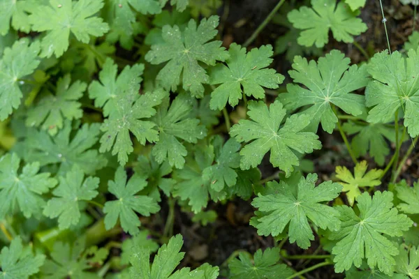 Zbliżenie Ujęcia Krzaka Rośliny Geranium Ciągu Dnia — Zdjęcie stockowe