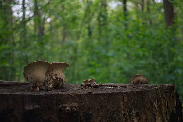 比利时索尼亚森林树桩上生长的蘑菇特写 — 图库照片