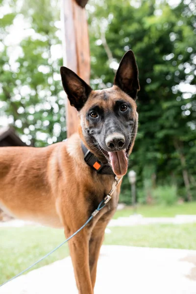 公園の屋外で綱の上に茶色のベルギーのマリノイ犬の肖像画 — ストック写真