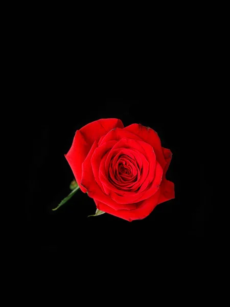 Uma Foto Close Uma Rosa Vermelha Isolada Fundo Preto — Fotografia de Stock