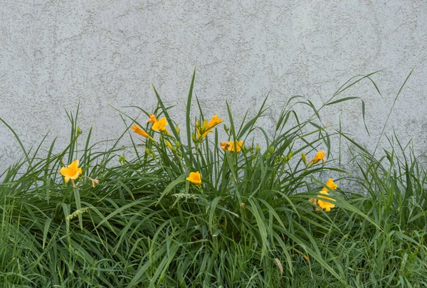 Closeup Shot Blooming Yellow Flowers Background Gray Wall — Stock Photo, Image