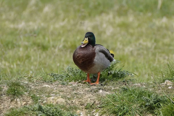 Eine Nahaufnahme Einer Stockente Mit Offenem Schnabel Die Auf Grasbewachsenem — Stockfoto