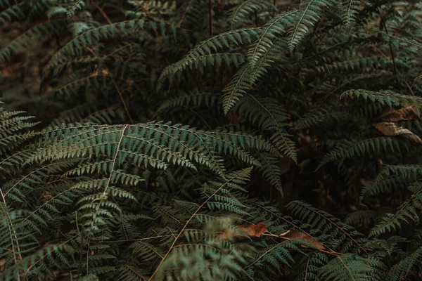 Paproć Rośnie Lesie — Zdjęcie stockowe