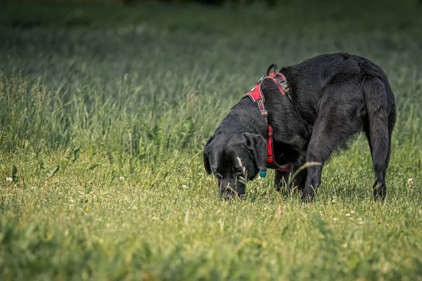 Ein Blick Auf Einen Schönen Schwarzen Labrador Retriever Mit Rotem — Stockfoto