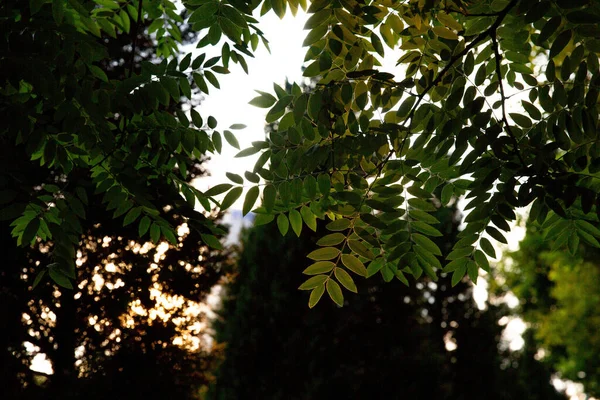 Detailní Záběr Krásné Stromy Slunný Letní Den — Stock fotografie