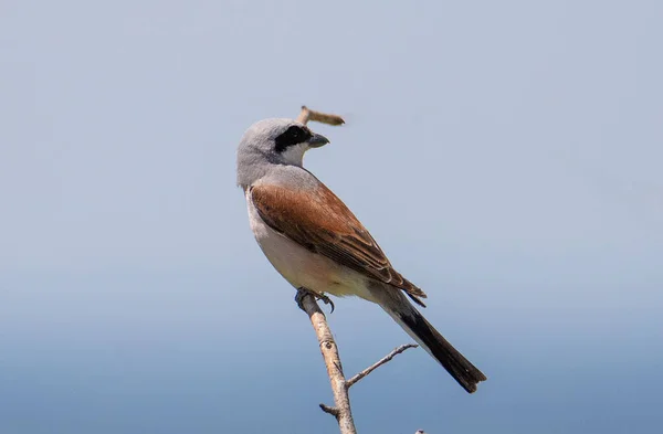 Close Lanius Collurio Bird Branch Wild Nature — Stock Photo, Image